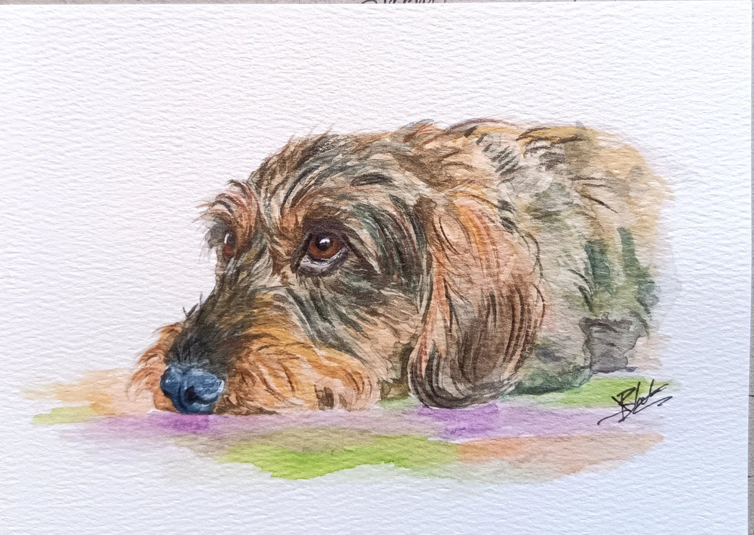 Original watercolour portrait of a resting wire-haired dog
