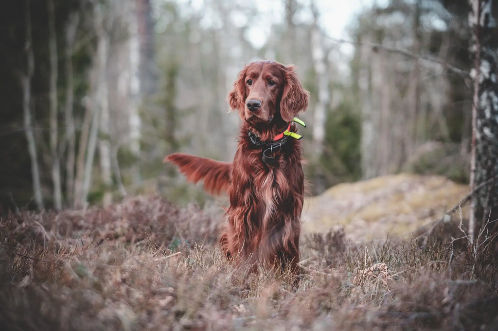 Art on a Wall Red Setter watercolour painting custom hand painted portrait of a dog in a forest