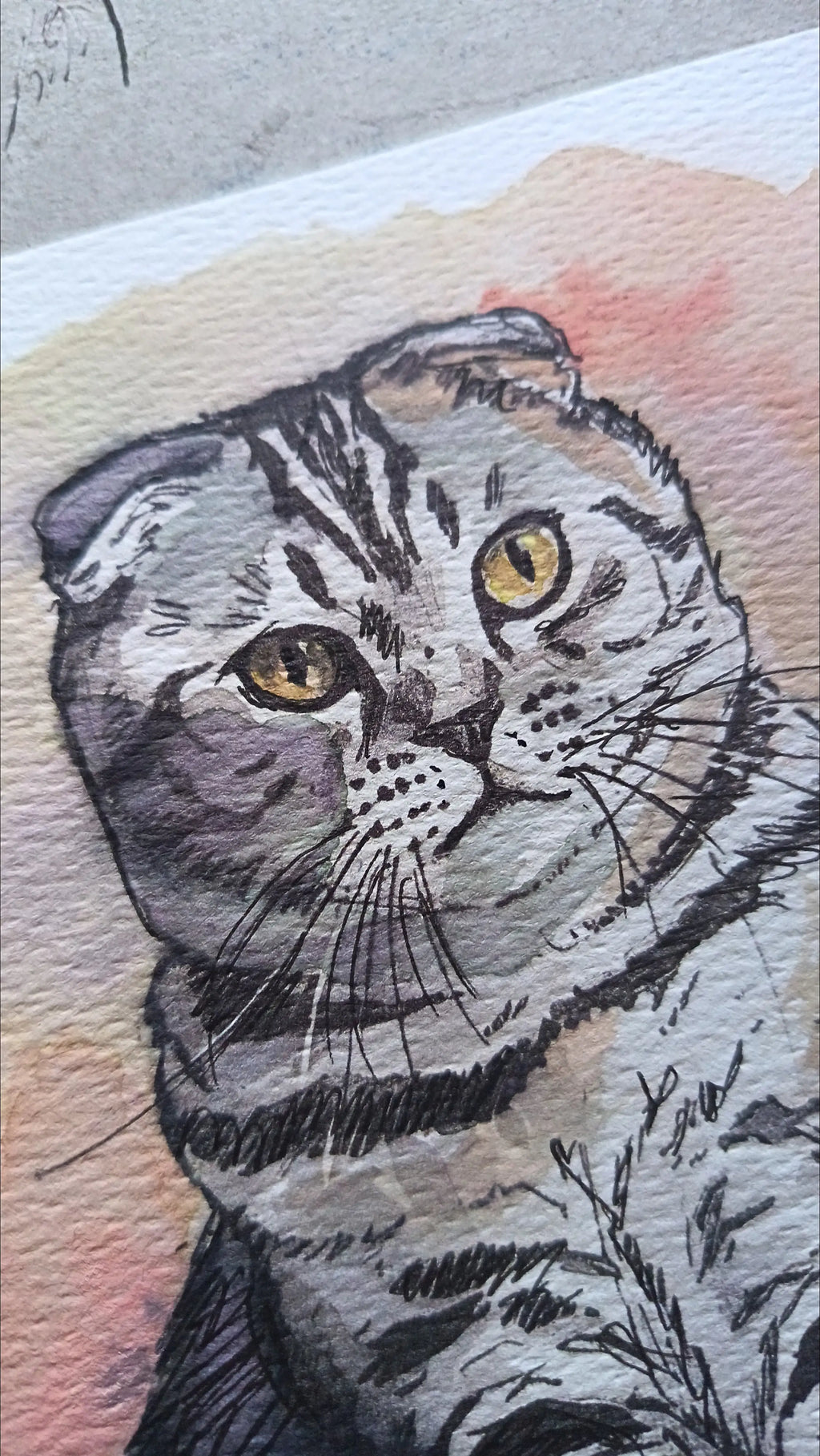 Art on a Wall hand painted watercolour portrait of a grey tabby cat with folded ears